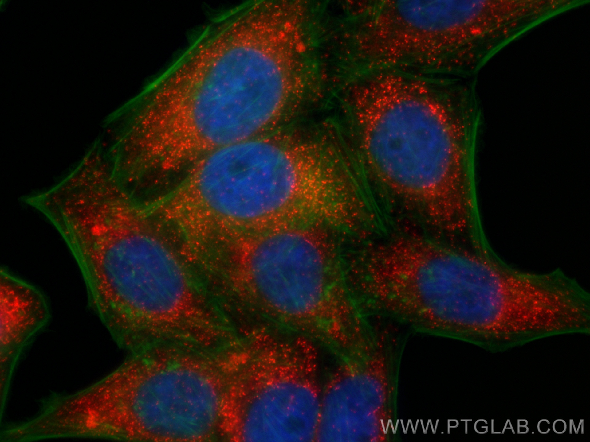 Immunofluorescent analysis of (4% PFA) fixed HepG2 cells using Biotin PEX14 antibody (Biotin-10594) at dilution of 1:200 and CoraLite®594-conjugated Streptavidin (Cat.No. PF00024), CL488-phalloidin (green).