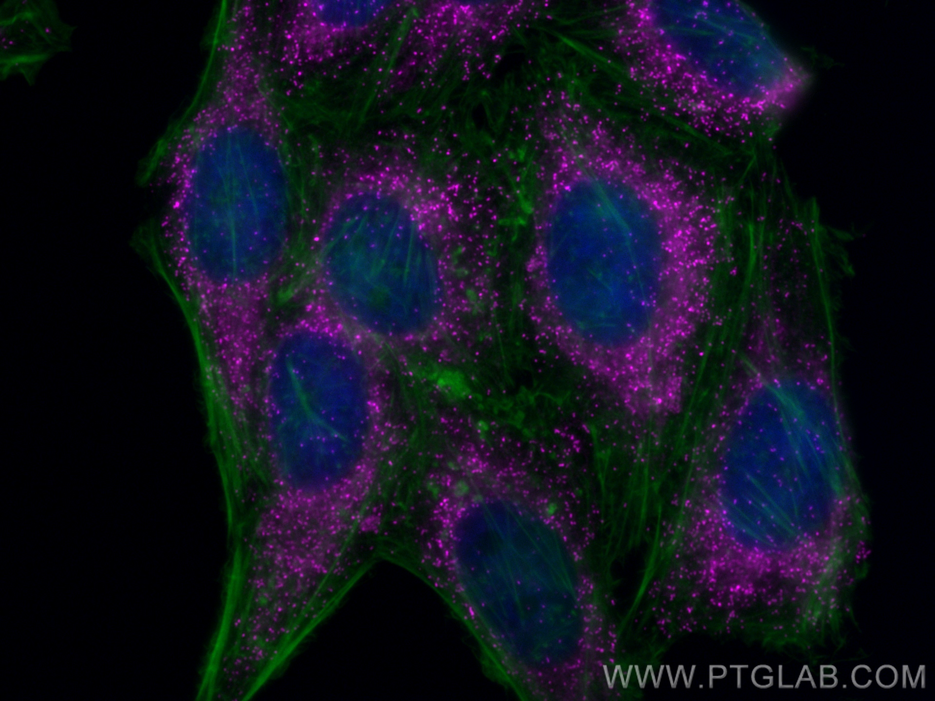 Immunofluorescent analysis of (4% PFA) fixed HepG2 cells using Biotin PEX14 antibody (Biotin-10594) at dilution of 1:200 and CoraLite®Plus 647-conjugated Streptavidin(Cat.No.PF00025 ), CL488-phalloidin (green).