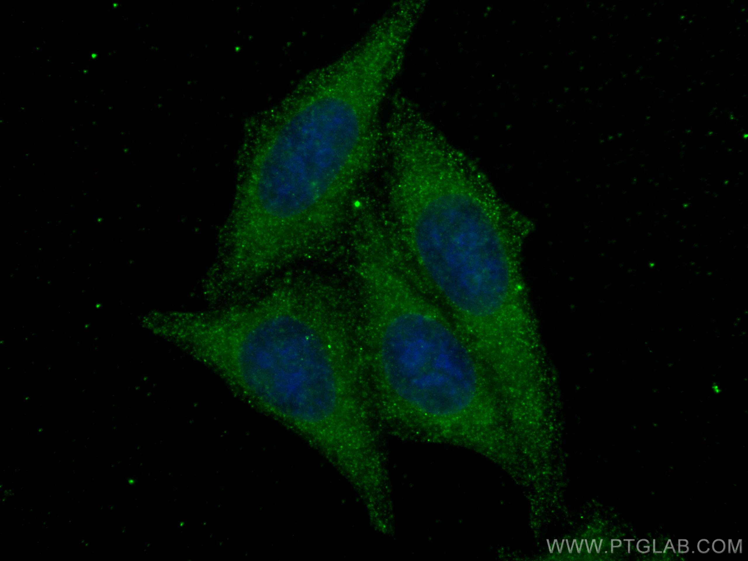 Immunofluorescent analysis of (-20°C Methanol) fixed HepG2 cells using mTOR antibody (81670-1-RR, Clone: 6H23 ) at dilution of 1:200 and CoraLite®488-Conjugated AffiniPure Goat Anti-Rabbit IgG(H+L).