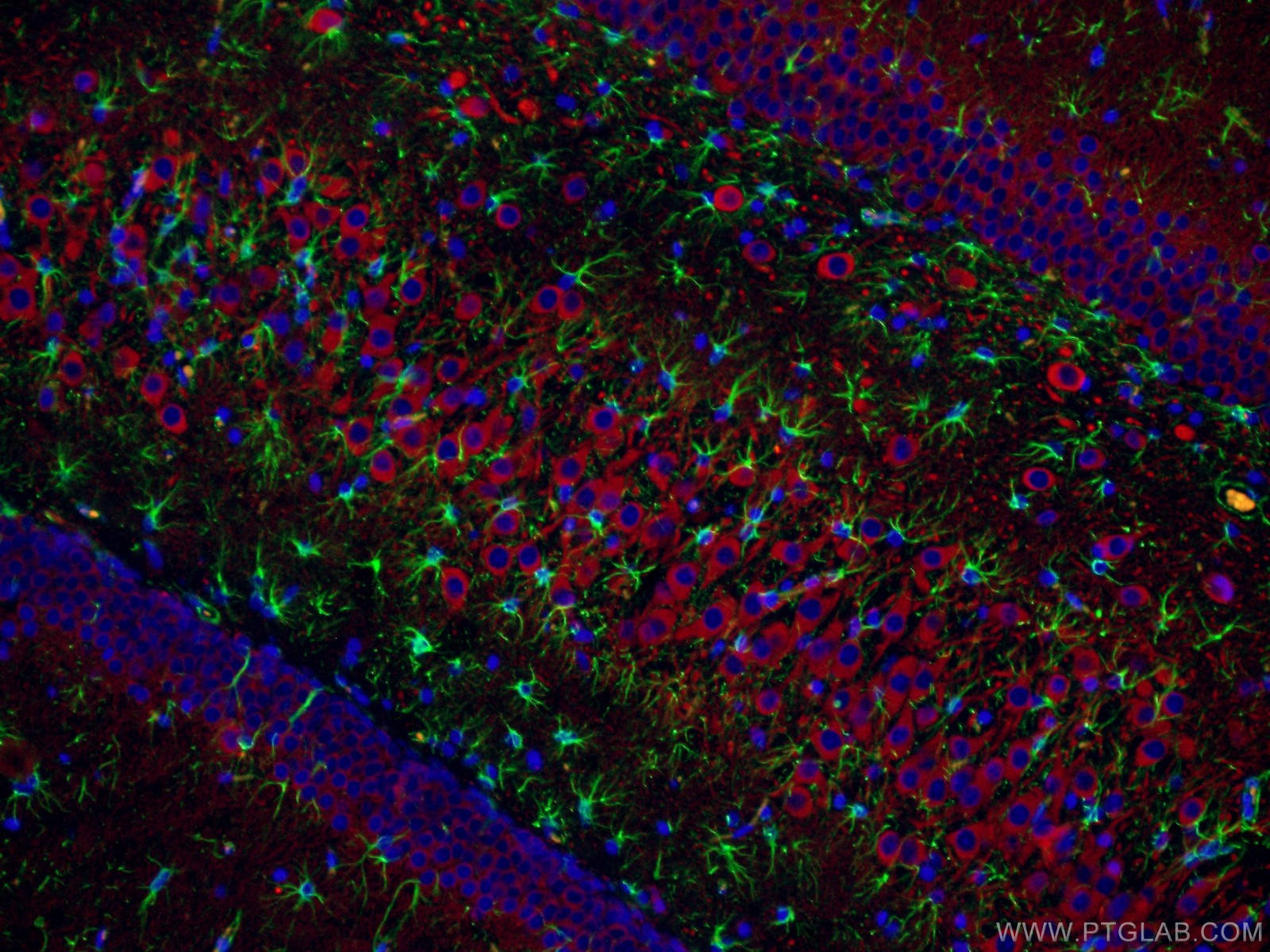 Immunofluorescent analysis of (4% PFA) fixed rat brain tissue using 17490-1-AP (MAP2 antibody) at dilution of 1:100 and CoraLite594-Conjugated AffiniPure Goat Anti-Rabbit IgG(H+L). The section was co-stained with 60190-1-Ig (GFAP antibody, green).