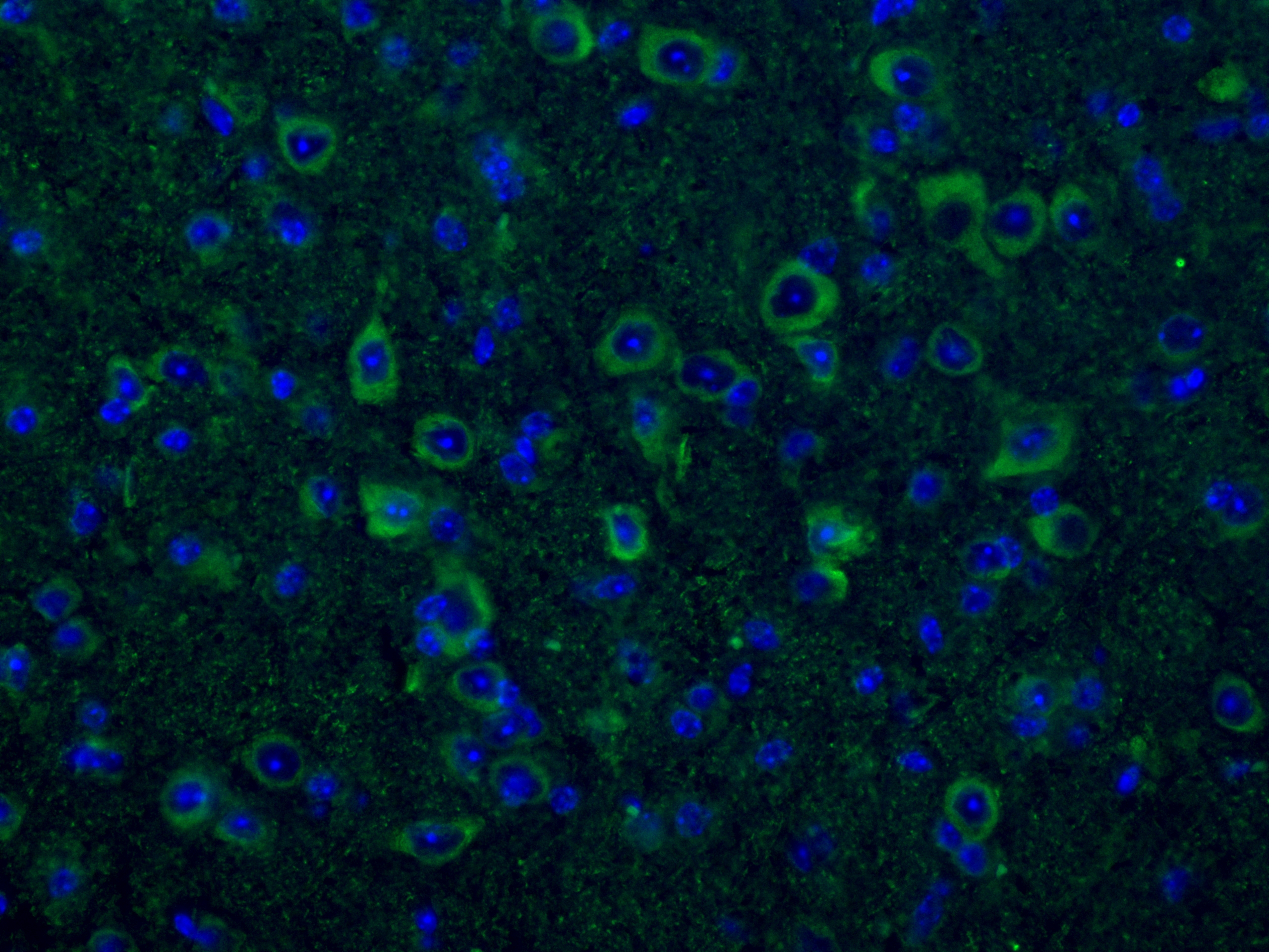 Immunofluorescent analysis of (4% PFA) fixed mouse brain tissue using 66729-1-Ig (CNPase antibody), at dilution of 1:200 and CoraLite®488-Conjugated AffiniPure Goat Anti-Mouse IgG(H+L).