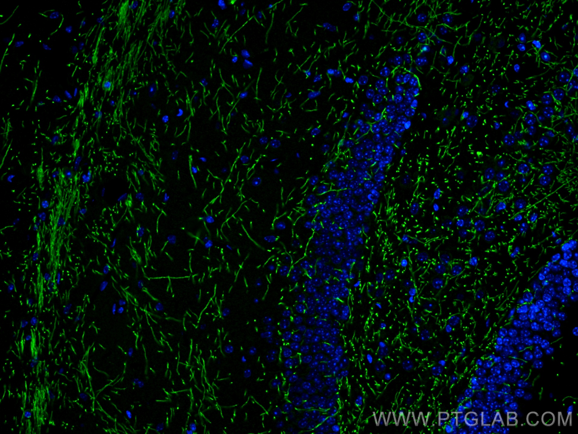 Immunofluorescent analysis of (4% PFA) fixed mouse brain tissue using Myelin basic protein antibody (10458-1-AP) at dilution of 1:200 and CoraLite®488-Conjugated AffiniPure Goat Anti-Rabbit IgG(H+L).