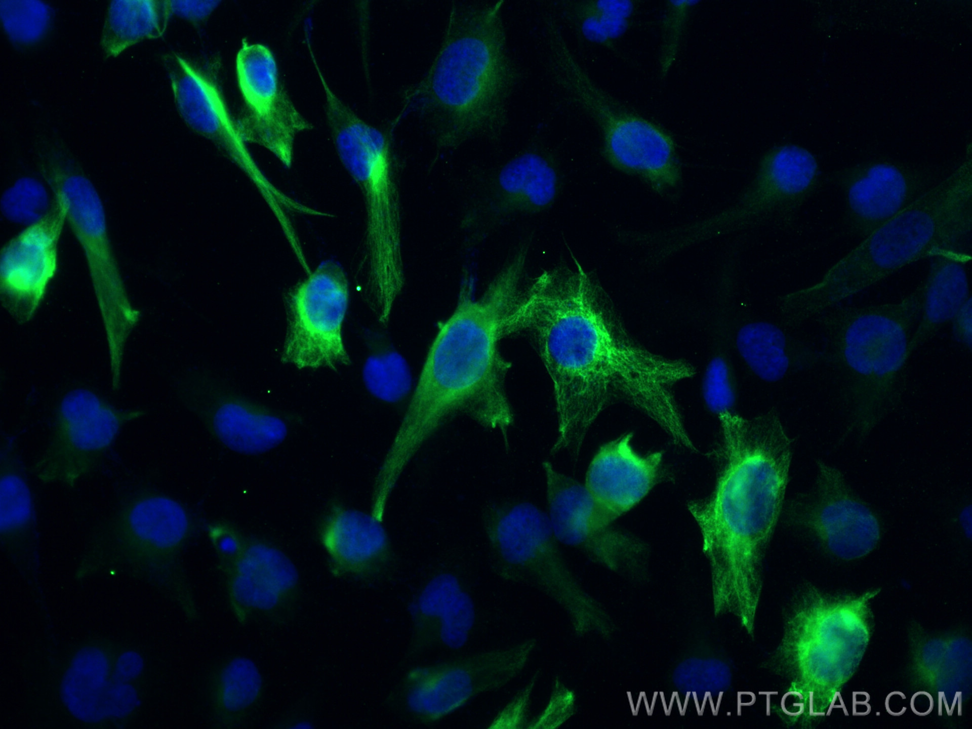 Immunofluorescent analysis of (-20°C Ethanol) fixed U-251 cells using Nestin antibody (29285-1-AP) at dilution of 1:400 and CoraLite®488-Conjugated AffiniPure Goat Anti-Rabbit IgG(H+L).