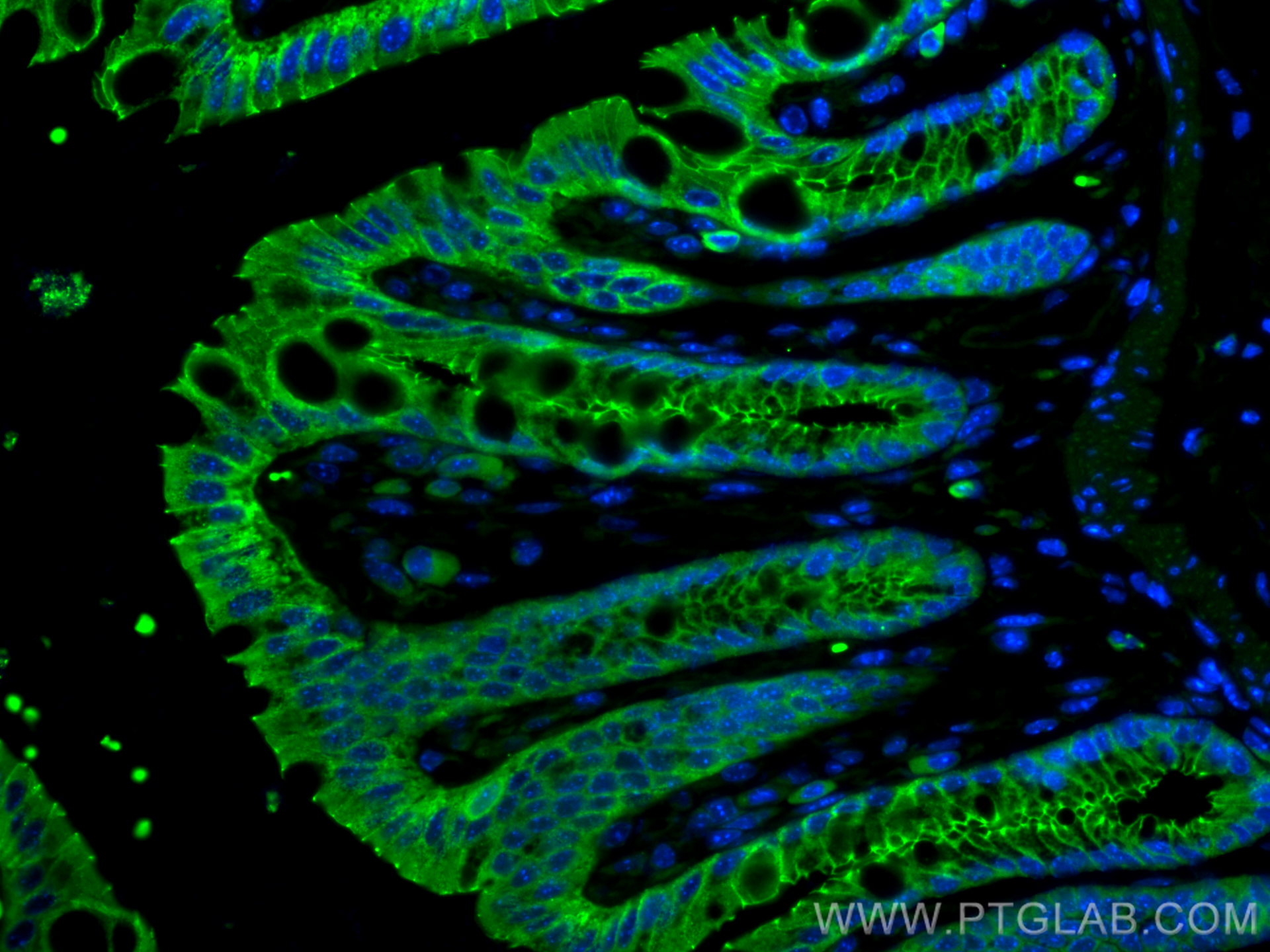 Immunofluorescent analysis of (4% PFA) fixed paraffin-embedded mouse colon tissue using CD324 (E-cadherin) antibody (65241-1-Ig, Clone: DECMA-1 ) at dilution of 1:100 and Fluorescein (FITC)-conjugated Goat Anti-Rat IgG(H+L) SA00003-11. Heat mediated antigen retrieval with Tris-EDTA buffer (pH 9.0).