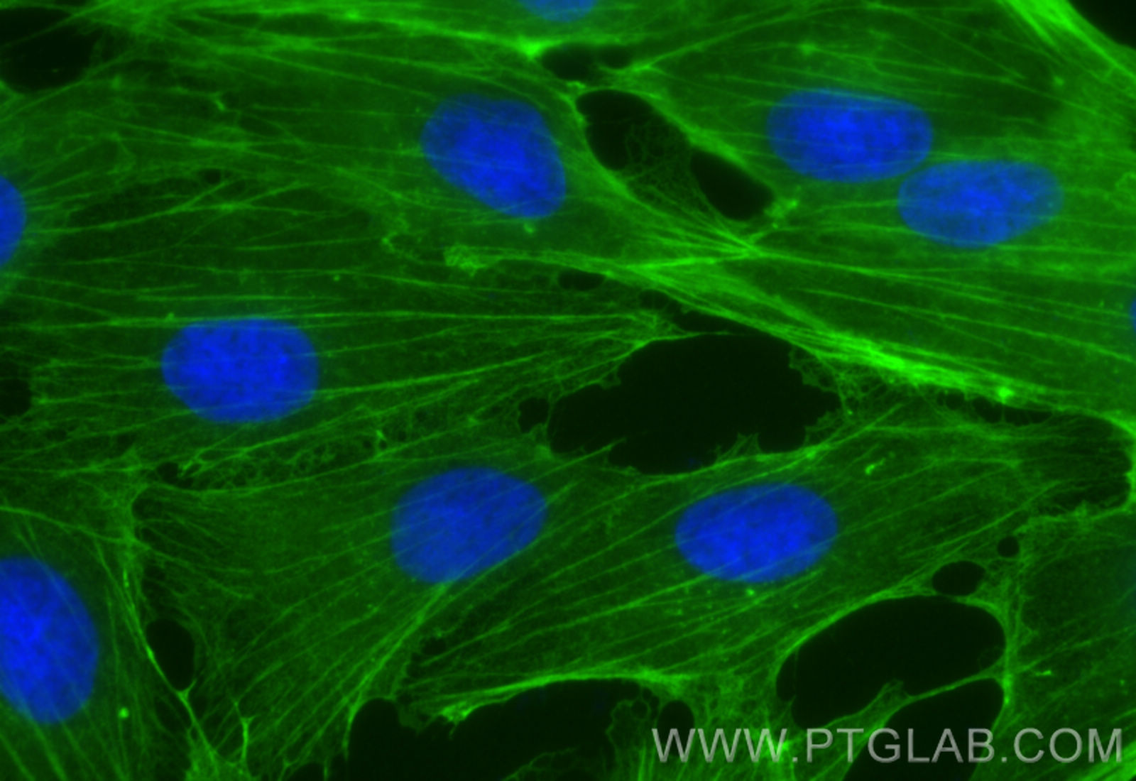 Immunofluorescent analysis of (-20°C Methanol) fixed MDCK cells using Beta Actin antibody (66009-1-Ig, Clone: 2D4H5 ) at dilution of 1:400 and  Fluorescein (FITC)-conjugated Donkey Anti-Mouse IgG(H+L)(SA00003-9).