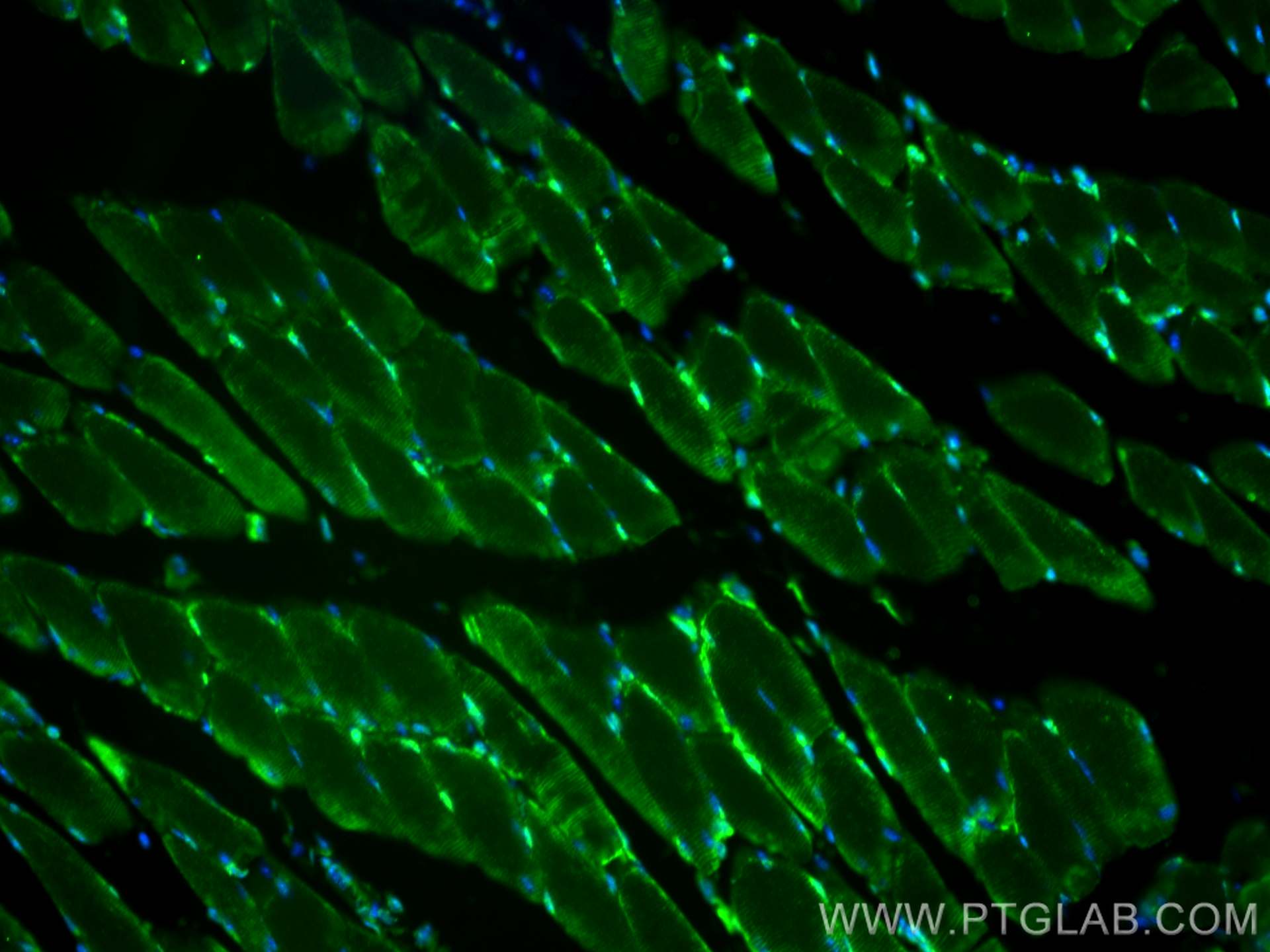 IF Staining of mouse skeletal muscle using CL488-21775