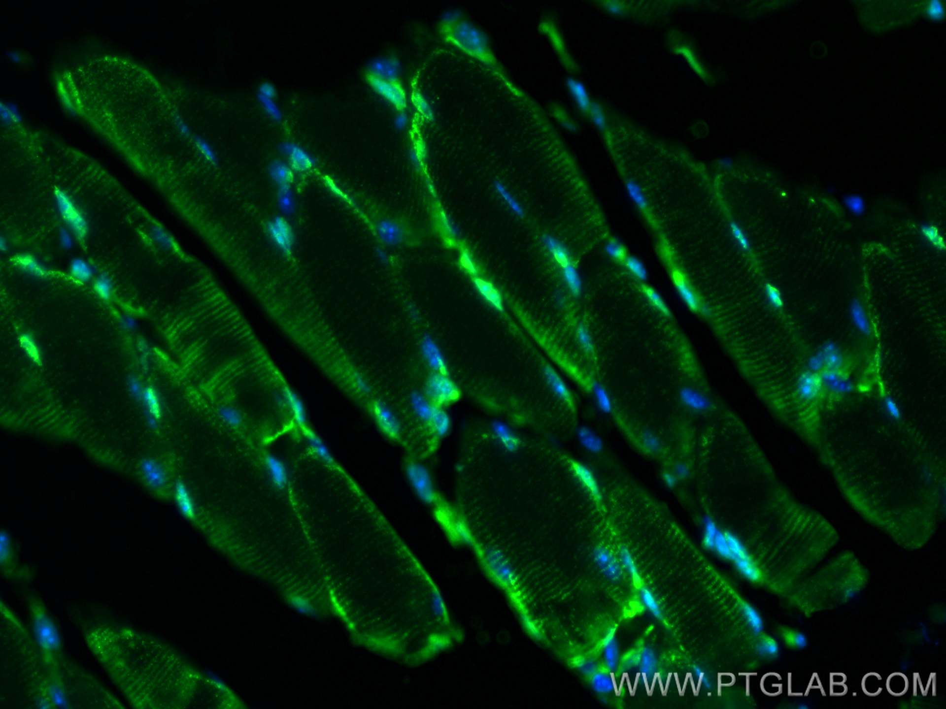 IF Staining of mouse skeletal muscle using CL488-21775