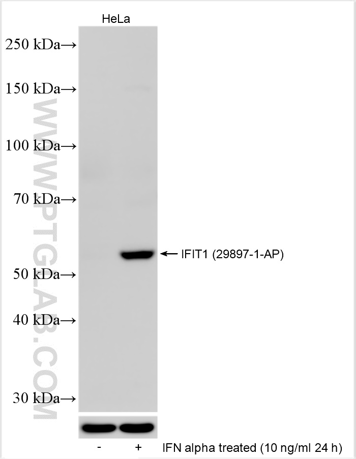 WB analysis using 29897-1-AP