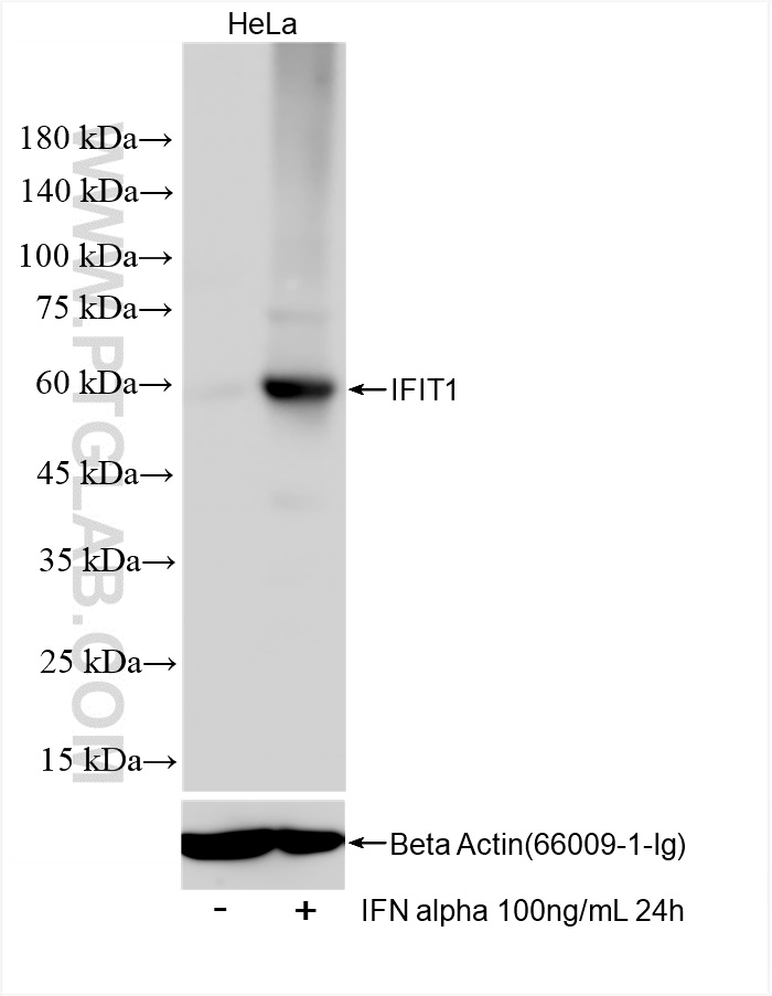 WB analysis of HeLa using 83423-1-RR