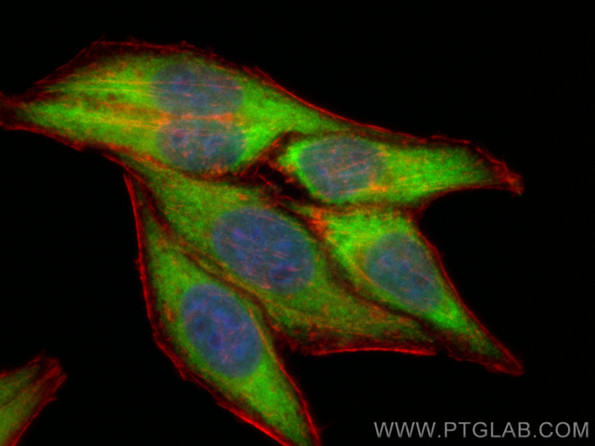 IF Staining of HepG2 using CL488-67208