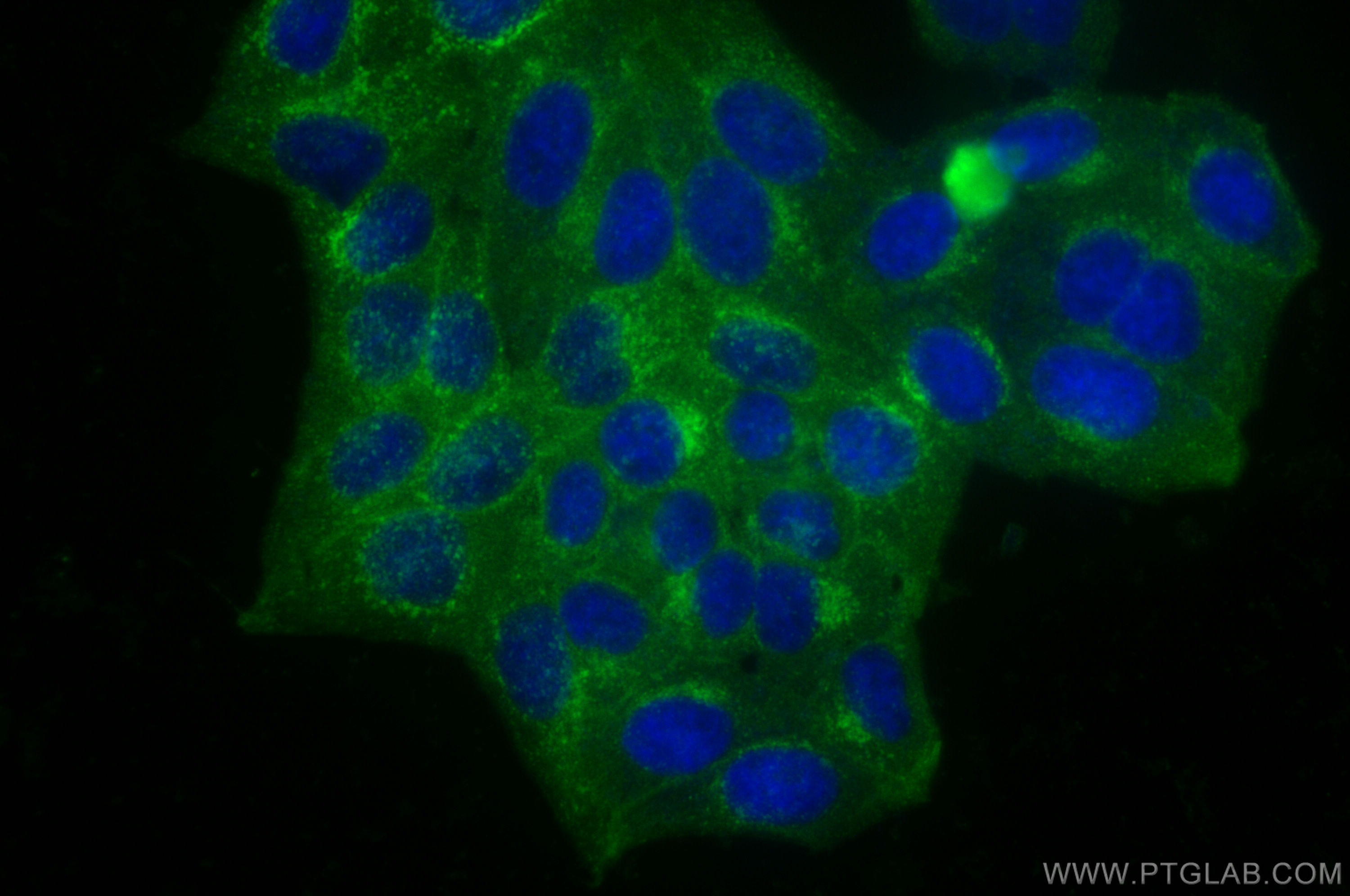 IF Staining of HepG2 using 12769-1-AP