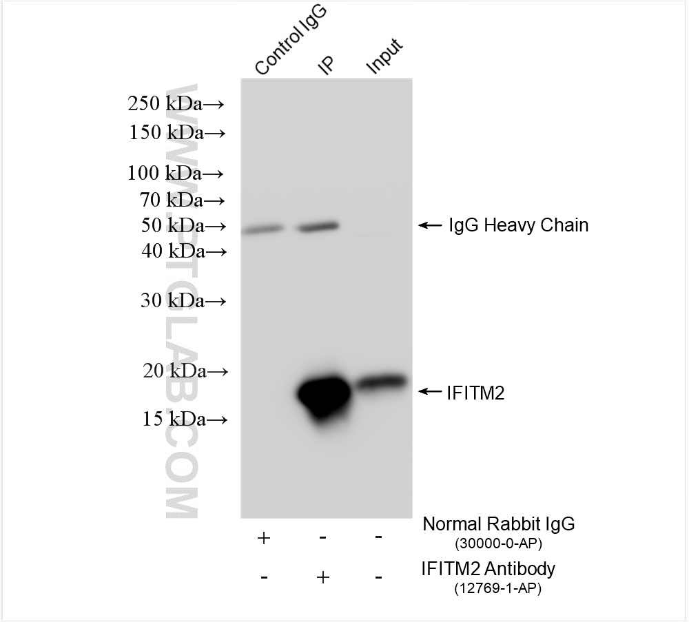 IP experiment of HepG2 using 12769-1-AP