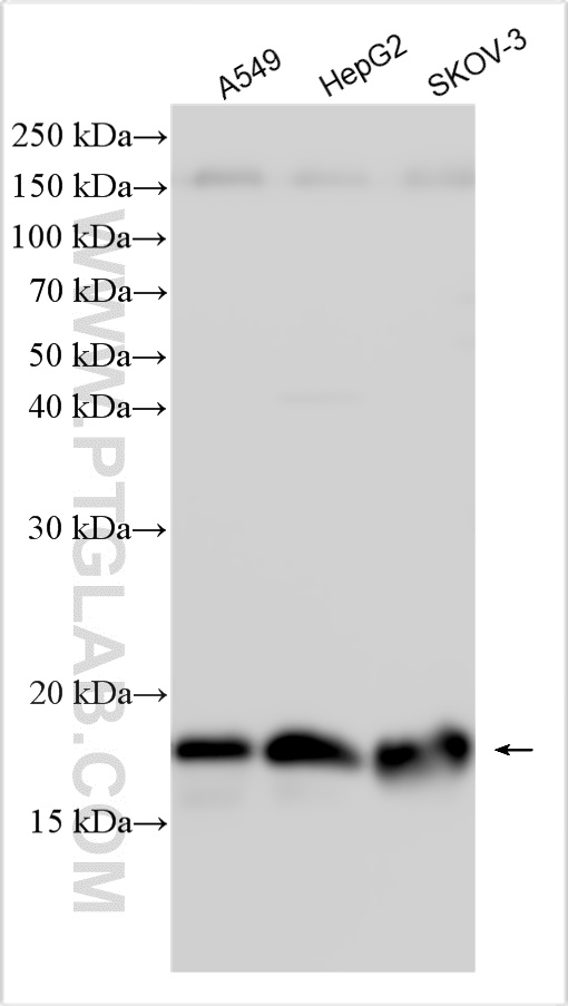 WB analysis using 12769-1-AP