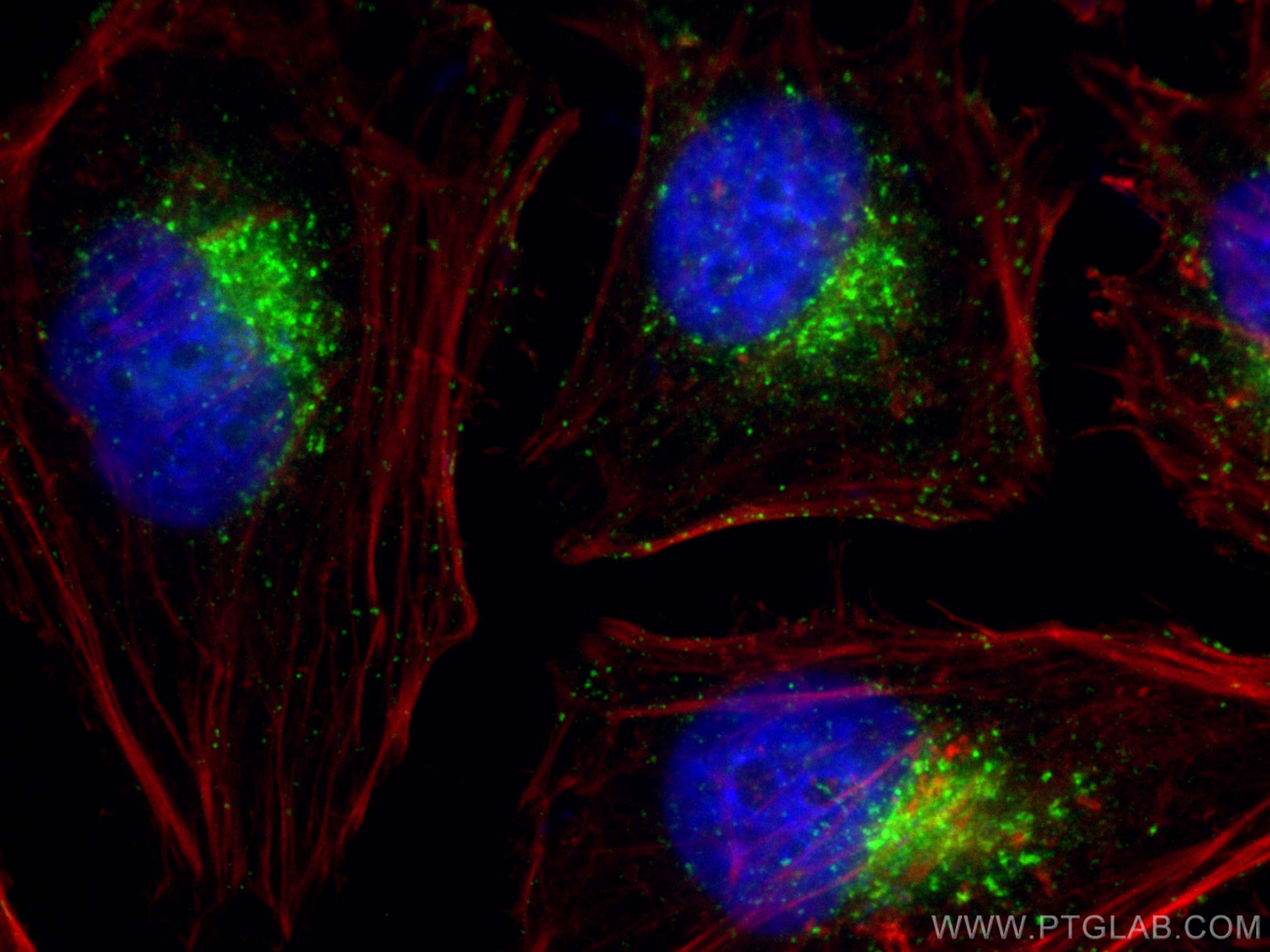 IF Staining of HeLa using CL488-11714