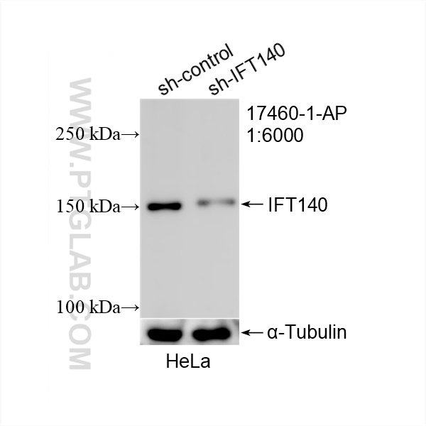 WB analysis of HeLa using 17460-1-AP