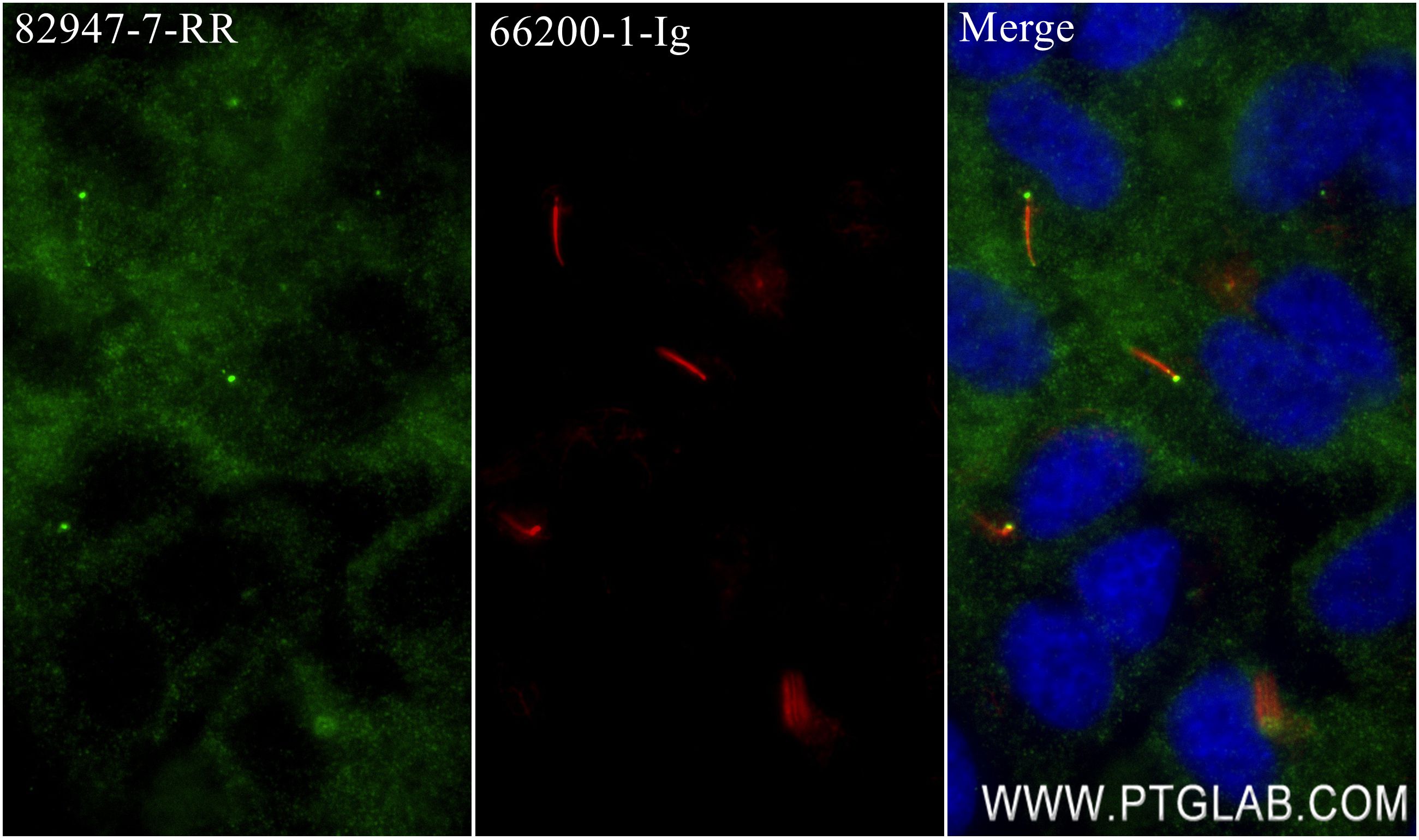 IF Staining of hTERT-RPE1 using 82947-7-RR