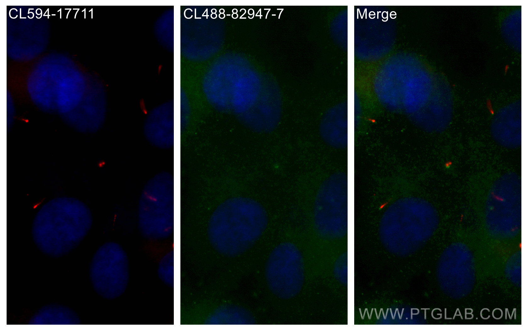 IF Staining of hTERT-RPE1 using CL488-82947-7