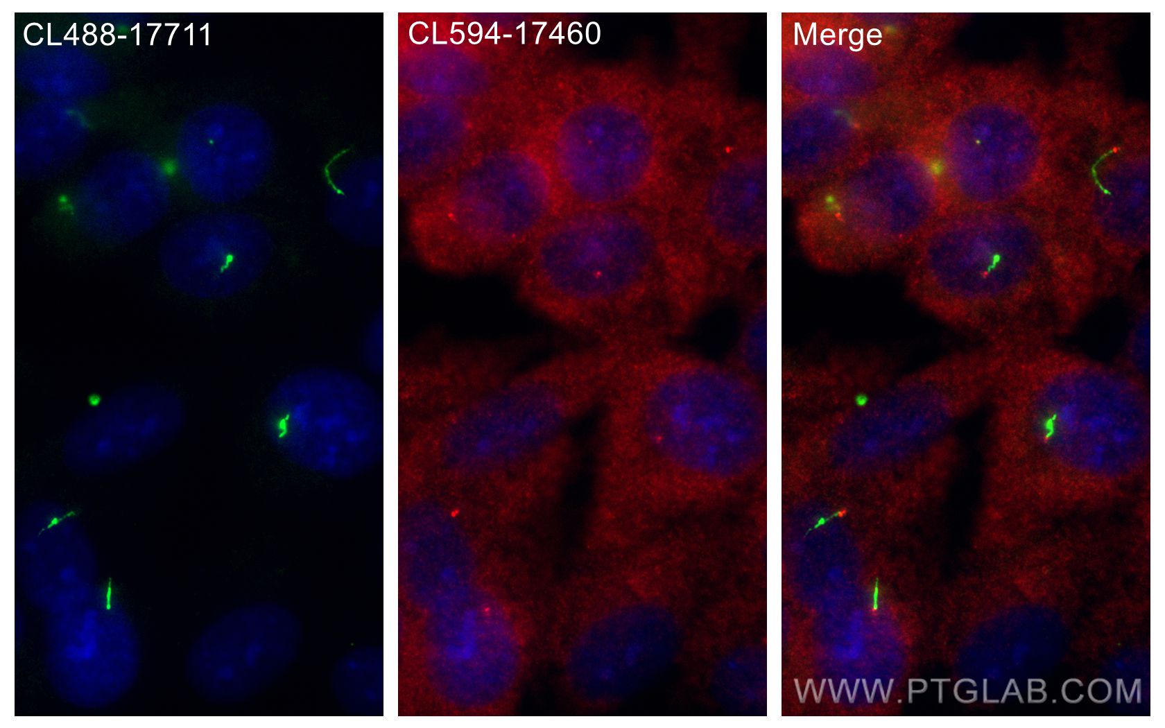 IF Staining of hTERT-RPE1 using CL594-17460