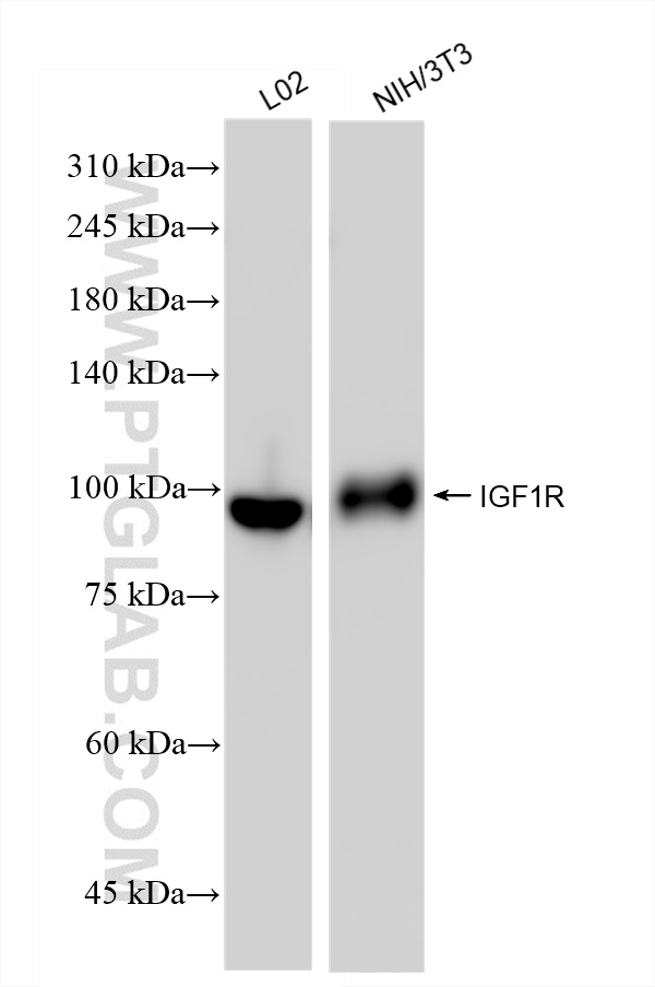 WB analysis using 83873-6-RR