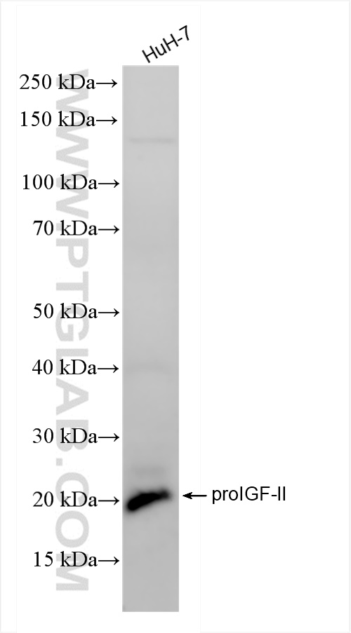 WB analysis of HuH-7 using 84643-1-RR