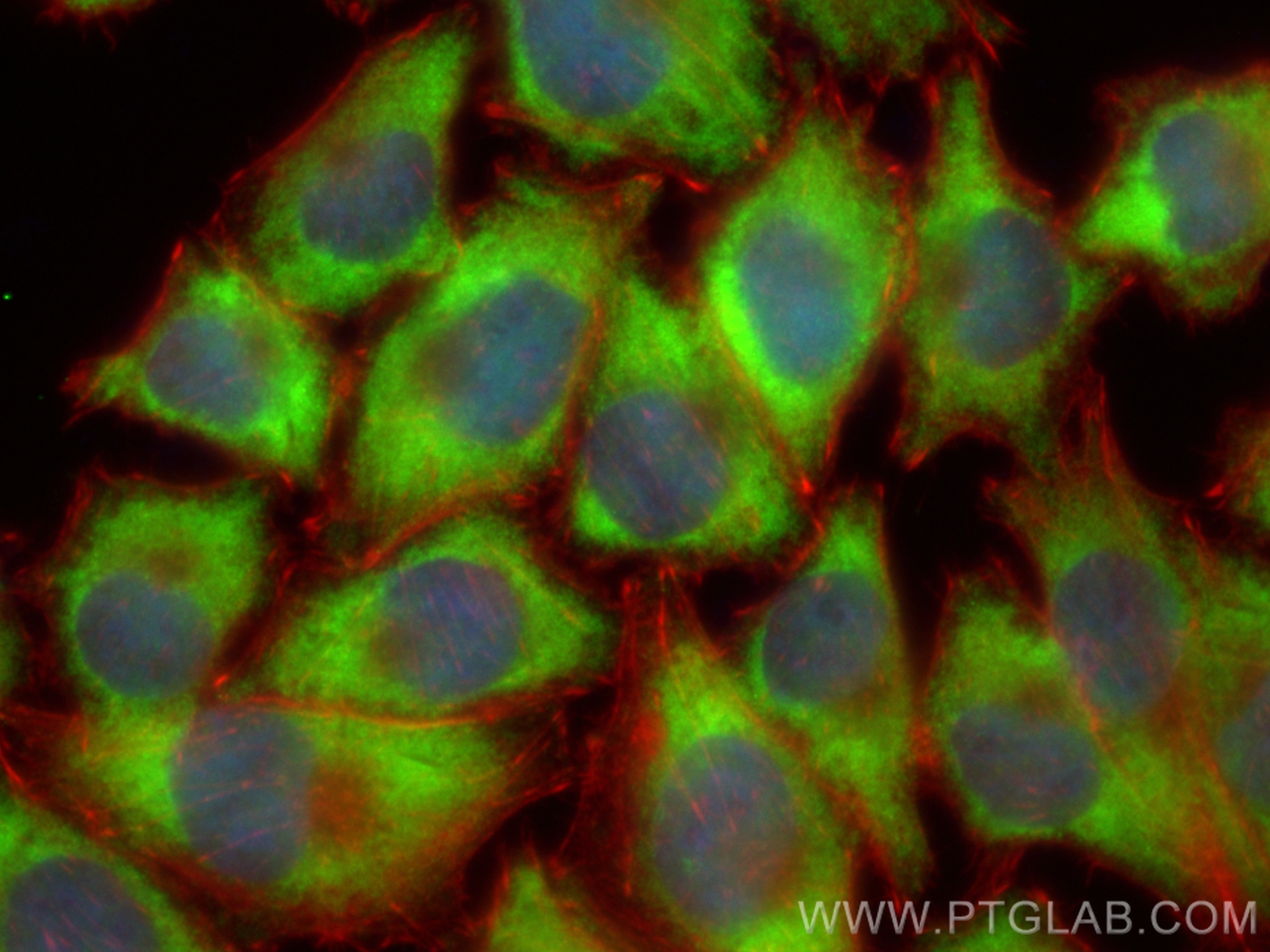 IF Staining of A375 using CL488-22803