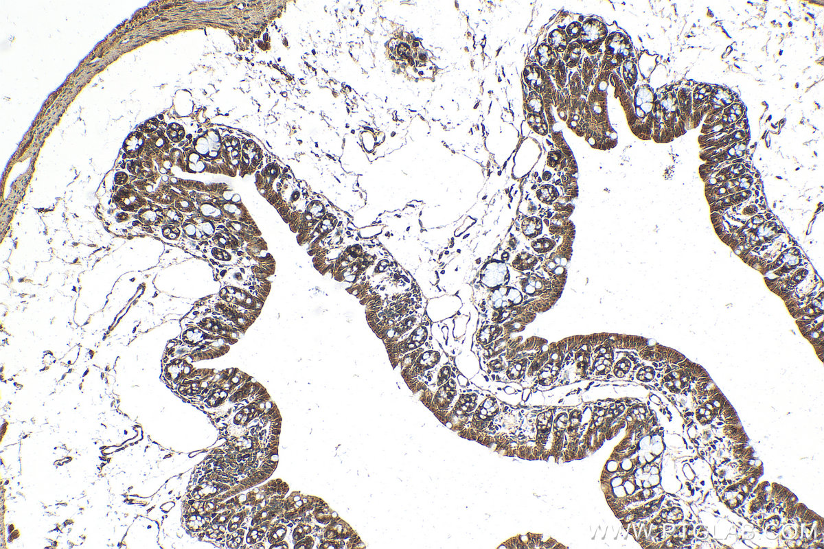 IHC staining of mouse colon using 20253-1-AP