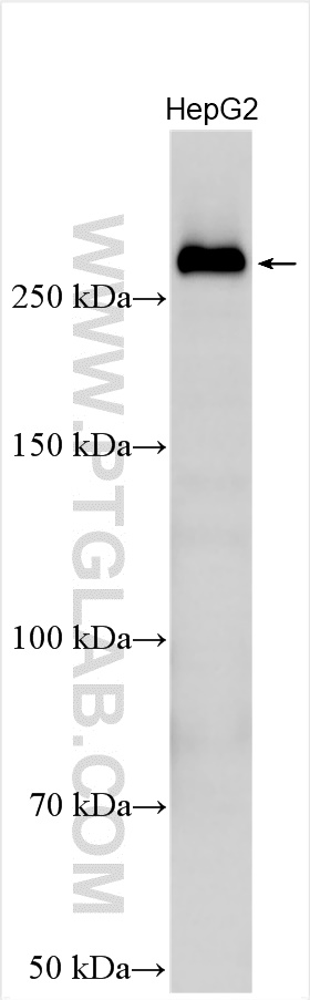 WB analysis using 20253-1-AP