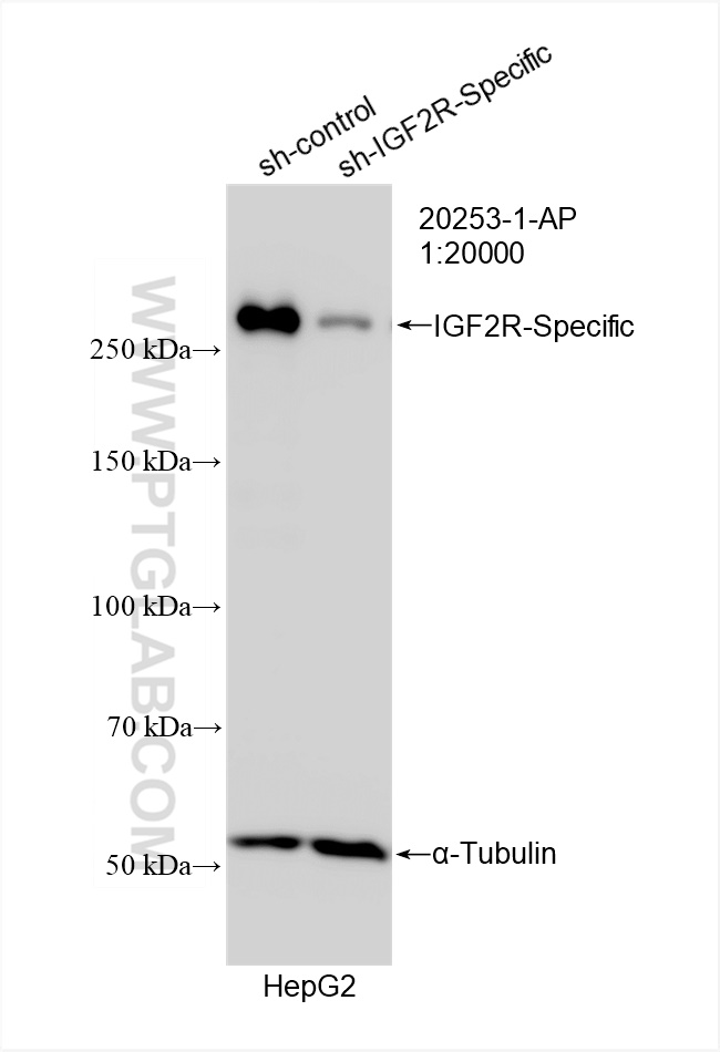 WB analysis of HepG2 using 20253-1-AP