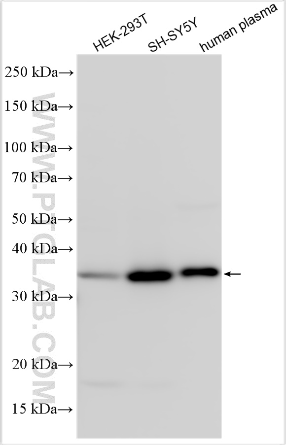 WB analysis using 31248-1-AP