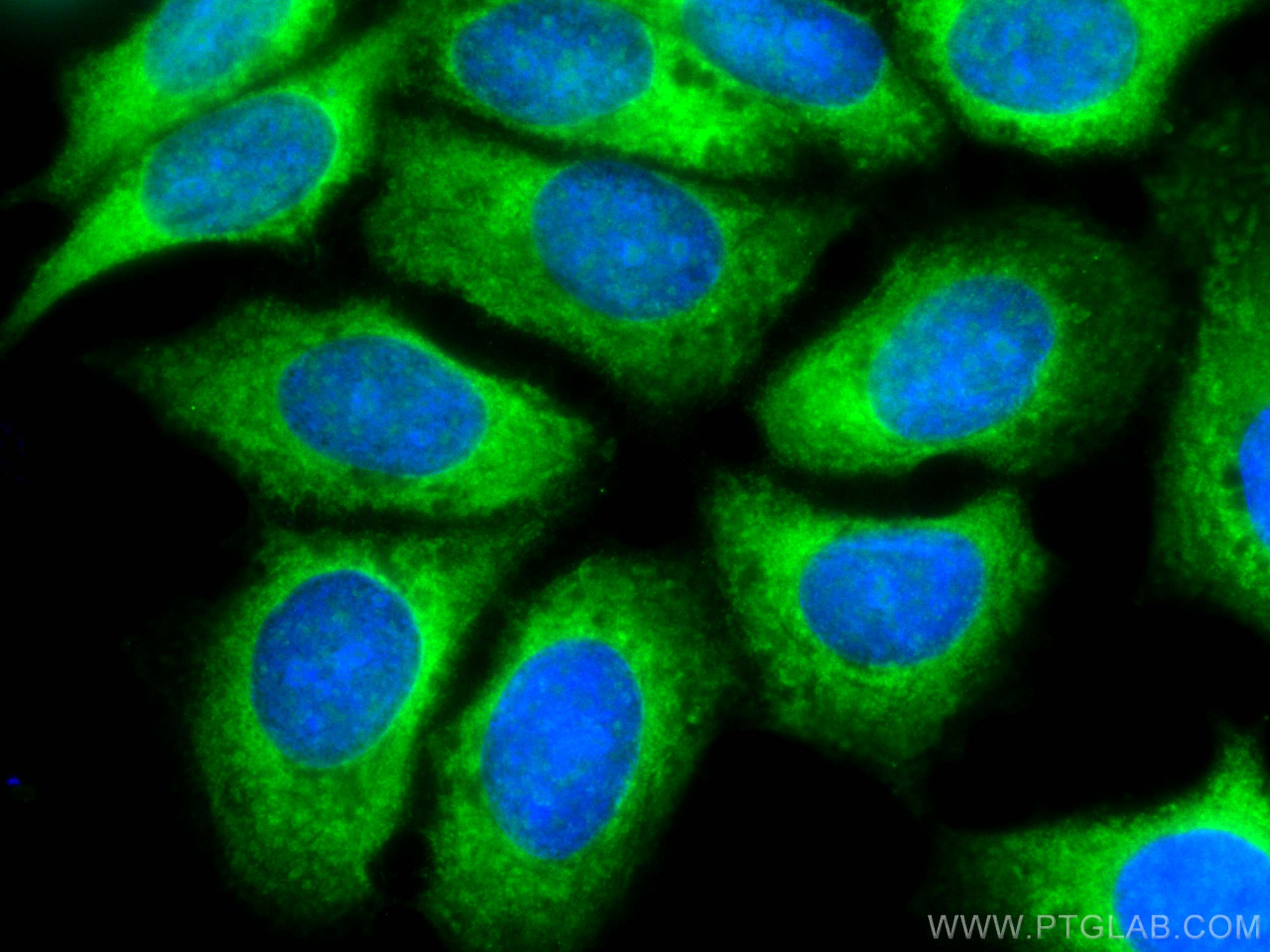 IF Staining of MCF-7 using CL488-66644