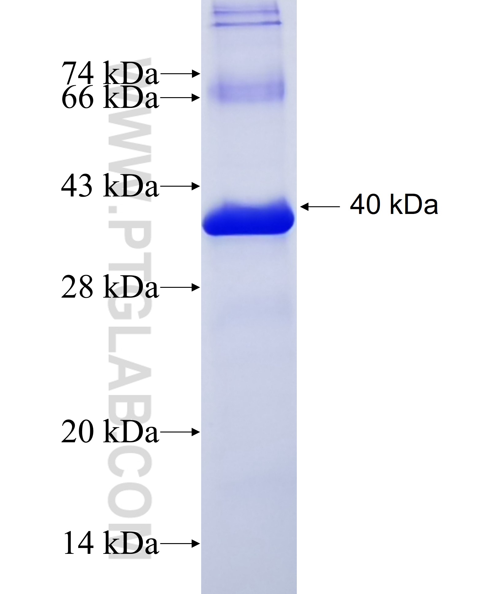 IGFBP5 fusion protein Ag33797 SDS-PAGE