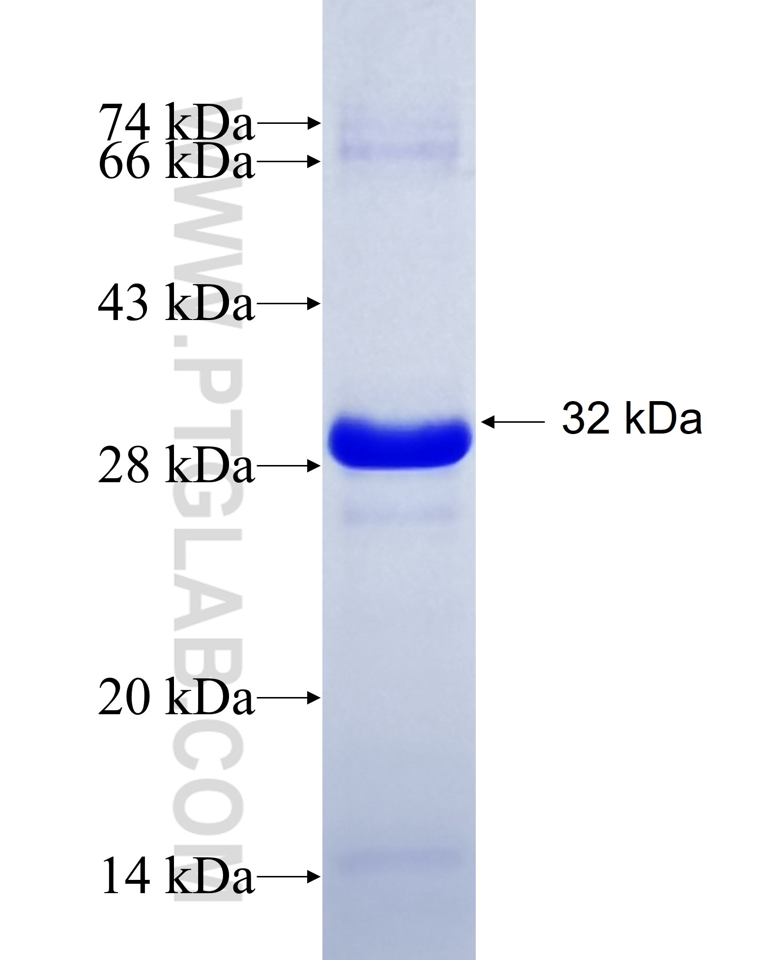 IGSF9 fusion protein Ag23873 SDS-PAGE