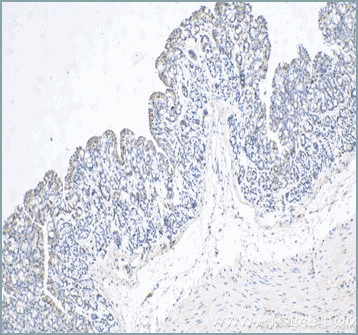 Immunohistochemical analysis of paraffin-embedded Rabbit colon tissue using anti-Cytokeratin 20 antibody (17329-1-AP) labeled with FlexAble Biotin Antibody Labeling Kit for Rabbit IgG (KFA007) and used at a dilution of 1:1000 (under 10x lens). Streptavidin Poly-HRP and DAB substrate was used for detection. Heat mediated antigen retrieval performed with Tris-EDTA buffer (pH 9.0).