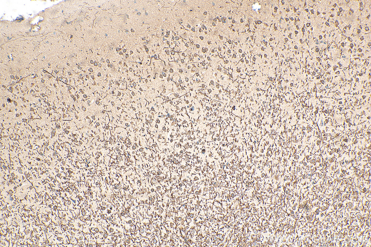 Immunohistochemical analysis of paraffin-embedded mouse brain tissue slide using 10458-1-AP (Myelin basic protein antibody) at dilution of 1:200 (under 10x lens). Heat mediated antigen retrieval with Tris-EDTA buffer (pH 9.0).