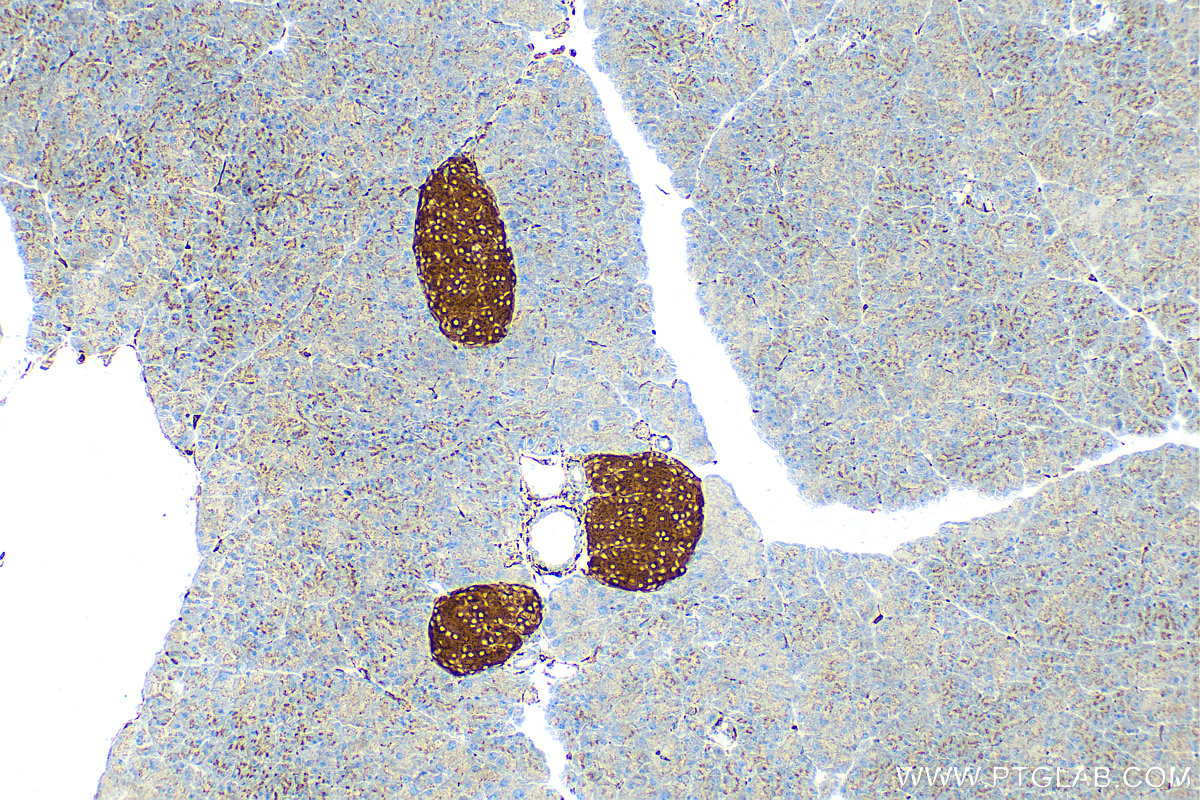 Immunohistochemical analysis of paraffin-embedded mouse pancreas tissue slide using 82900-1-RR (Synaptophysin antibody) at dilution of 1:1000 (under 10x lens). Heat mediated antigen retrieval with Tris-EDTA buffer (pH 9.0).