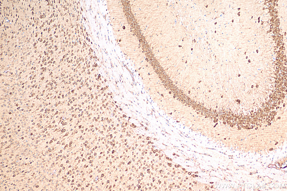 Immunohistochemical analysis of paraffin-embedded mouse brain tissue slide using 81106-1-RR (PSD95-Specific,DLG4 antibody) at dilution of 1:1000 (under 10x lens). Heat mediated antigen retrieval with Tris-EDTA buffer (pH 9.0).