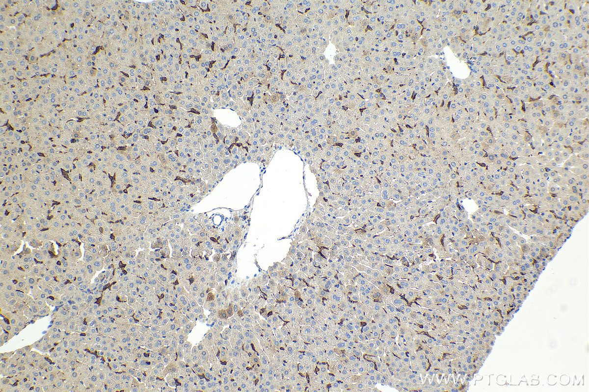 Immunohistochemical analysis of paraffin-embedded mouse liver tissue slide using 81668-1-RR (F4/80 antibody) at dilution of 1:5000 (under 10x lens). Heat mediated antigen retrieval with Tris-EDTA buffer (pH 9.0).  Multi-rAb Polymer HRP-Goat Anti-Rabbit/Mouse Universal Recombinant secondary antibody RGAU011 was used for detection.