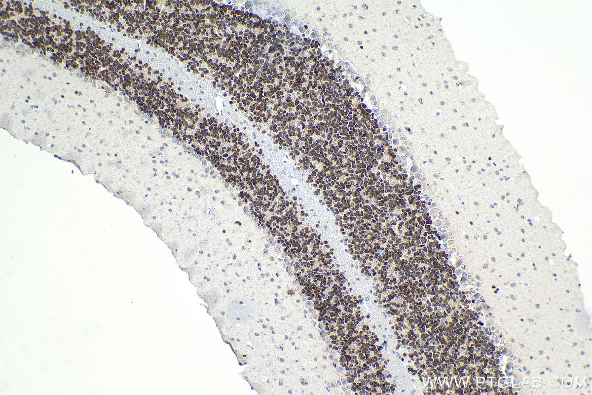 Immunohistochemical analysis of paraffin-embedded mouse cerebellum tissue slide using 66836-1-Ig (NeuN antibody) at dilution of 1:10000 (under 10x lens). Heat mediated antigen retrieval with Tris-EDTA buffer (pH 9.0). Multi-rAb Polymer HRP-Goat Anti-Rabbit/Mouse Universal Recombinant secondary antibody RGAU011 was used for detection.