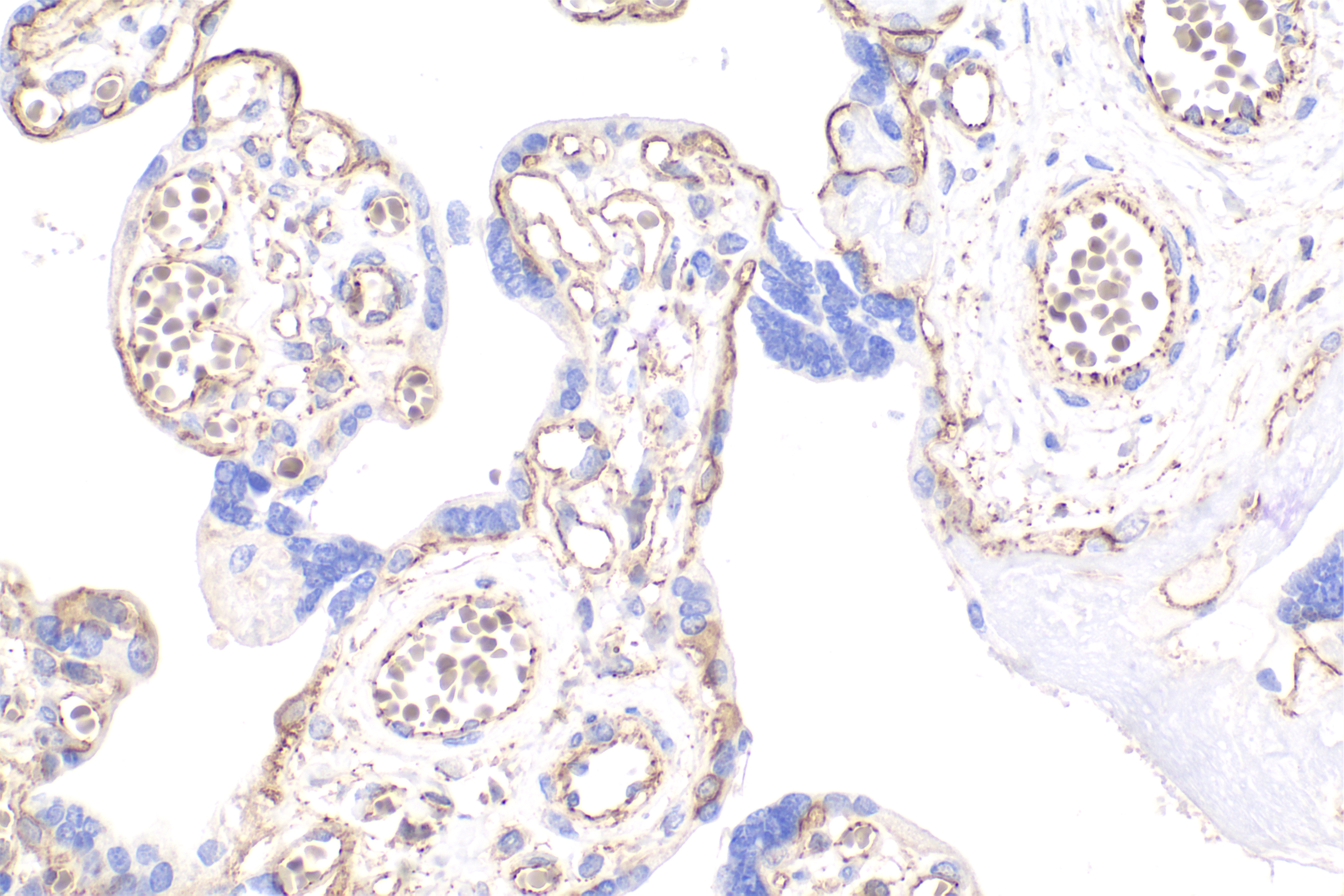 Immunohistochemical analysis of paraffin-embedded human placenta tissue slide using 66379-1-Ig (Beta catennin mouse monoclonal recombinant antibody) at dilution of 1:4000 (under 40x lens). Heat mediated antigen retrieval with Tris-EDTA buffer (pH 9.0). Multi-rAb Polymer HRP-Goat anti-Rabbit/Mouse Universal Recombinant Secondary Antibody RGAU011 was used for detection. The staining was performed on Celnovte's CNT360-M1 autostainer.