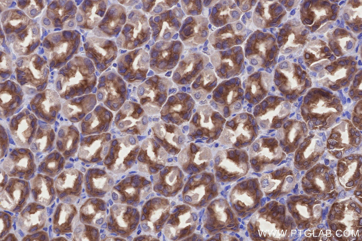 Immunohistochemical analysis of paraffin-embedded rat stomach tissue slide using KHC2664 (ABI1 IHC Kit).