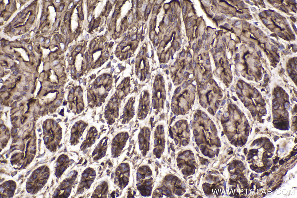 Immunohistochemical analysis of paraffin-embedded mouse stomach tissue slide using KHC2345 (ACTB IHC Kit).