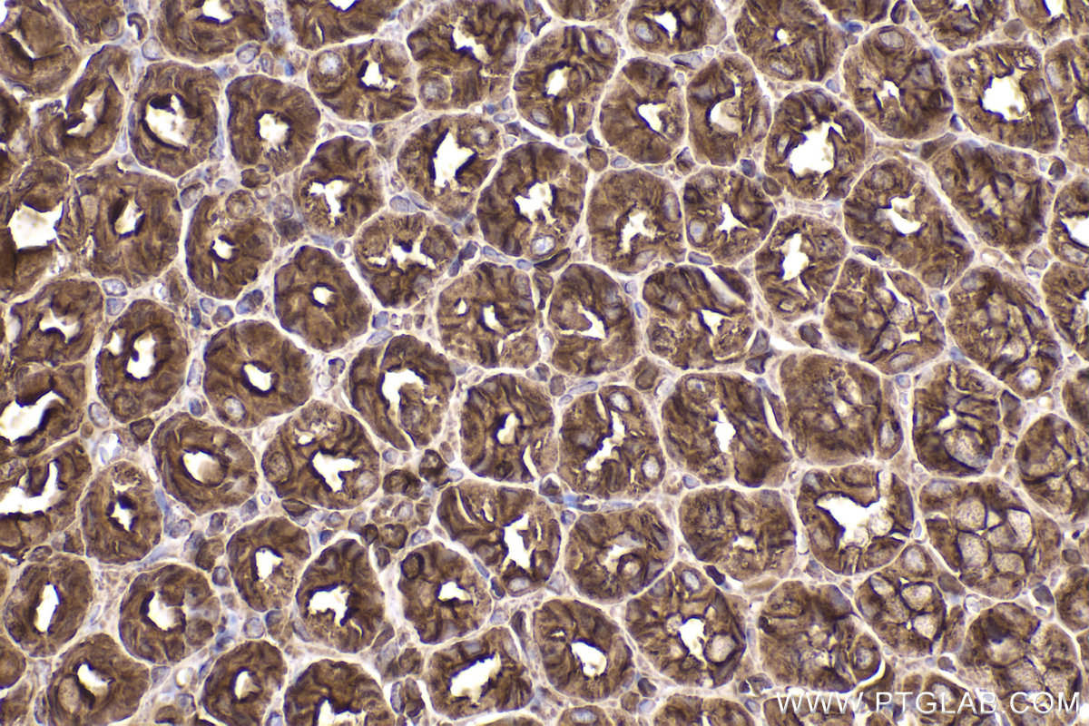 Immunohistochemical analysis of paraffin-embedded rat stomach tissue slide using KHC2345 (ACTB IHC Kit).