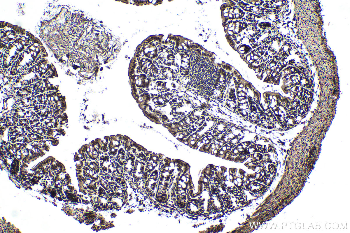 Immunohistochemical analysis of paraffin-embedded mouse colon tissue slide using KHC0982 (ACTL6A IHC Kit).