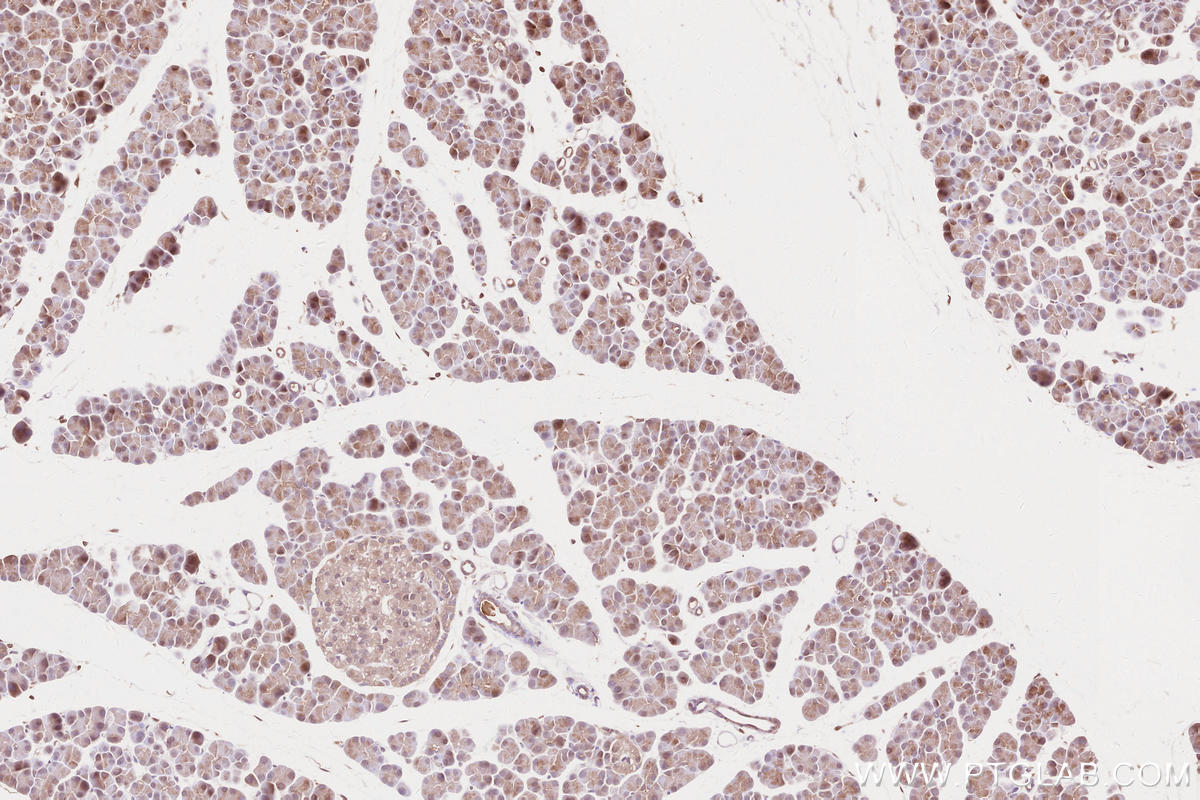 Immunohistochemical analysis of paraffin-embedded rat pancreas tissue slide using KHC2605 (ARHGEF18 IHC Kit).