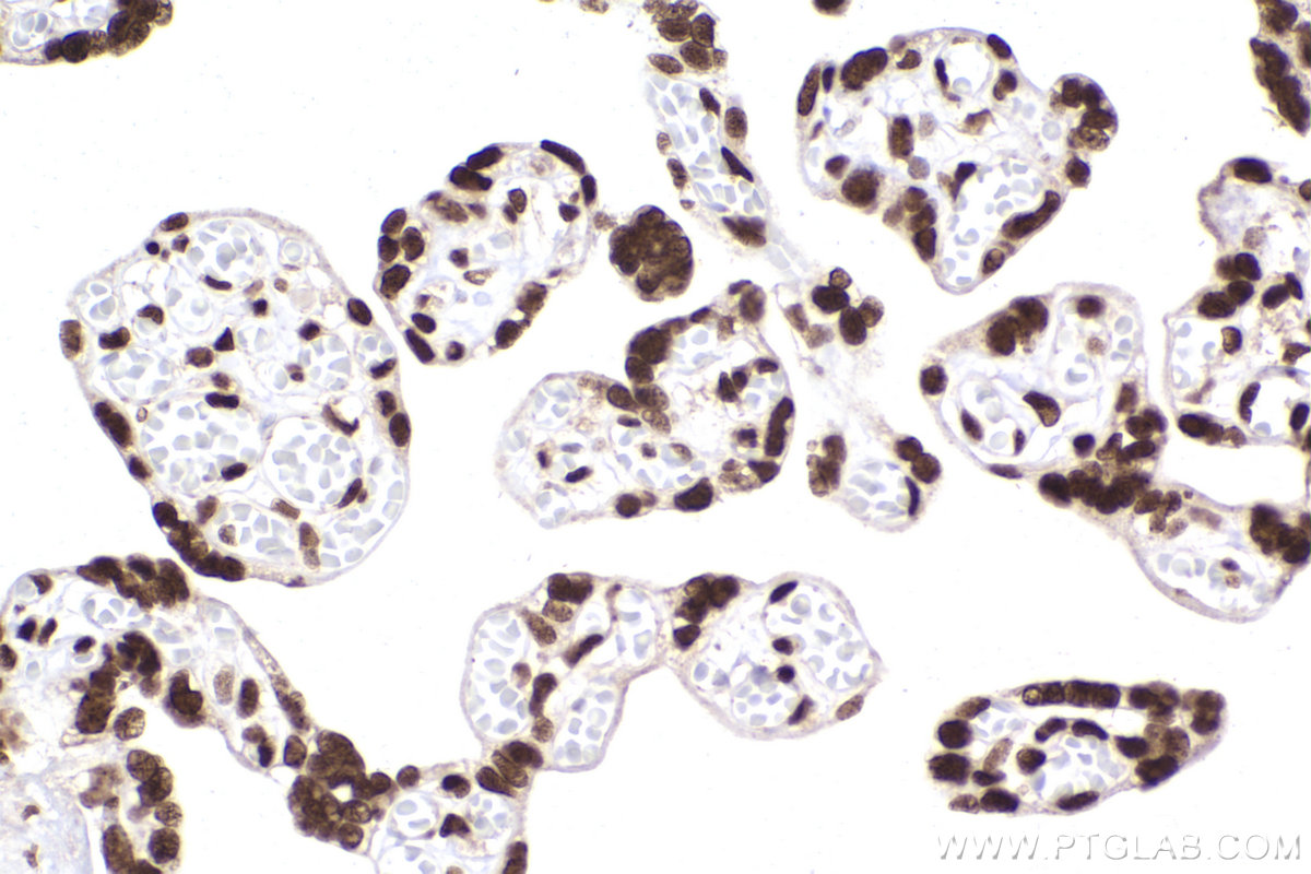 Immunohistochemical analysis of paraffin-embedded human placenta tissue slide using KHC2250 (ARL2 IHC Kit).