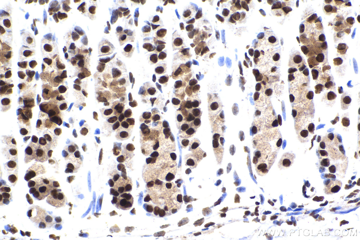 Immunohistochemical analysis of paraffin-embedded mouse stomach tissue slide using KHC2250 (ARL2 IHC Kit).