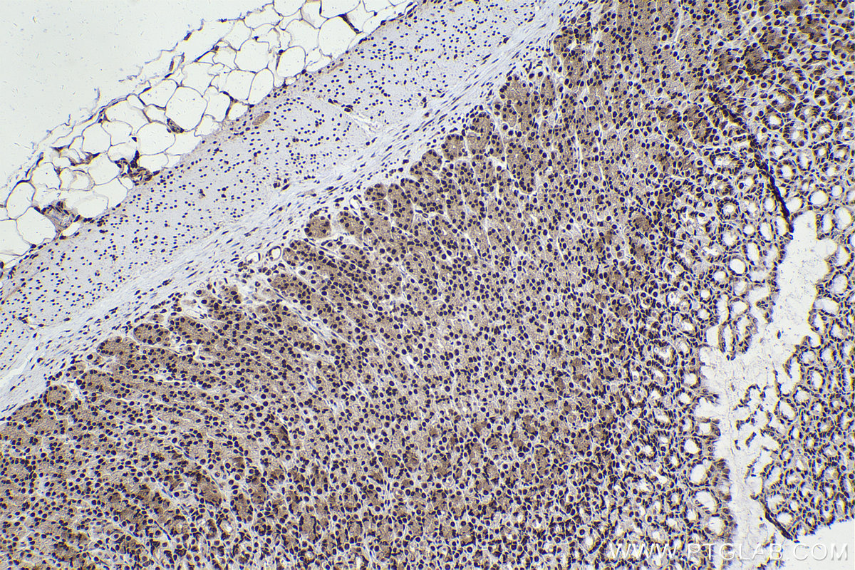 Immunohistochemical analysis of paraffin-embedded rat stomach tissue slide using KHC2250 (ARL2 IHC Kit).