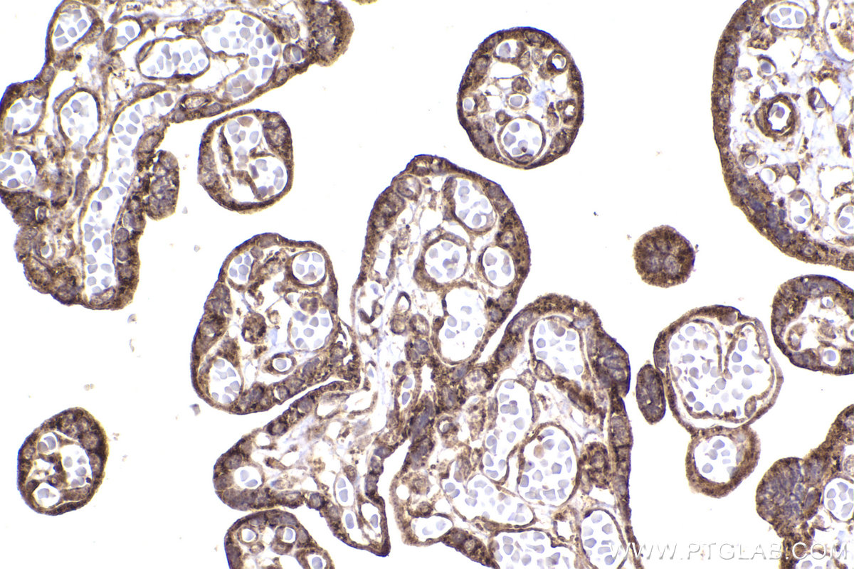 Immunohistochemical analysis of paraffin-embedded human placenta tissue slide using KHC2251 (ARL3 IHC Kit).