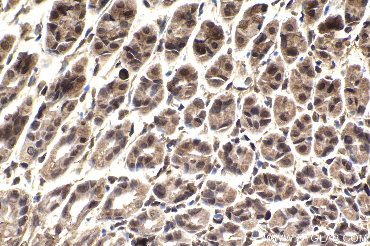 Immunohistochemical analysis of paraffin-embedded mouse stomach tissue slide using KHC2251 (ARL3 IHC Kit).