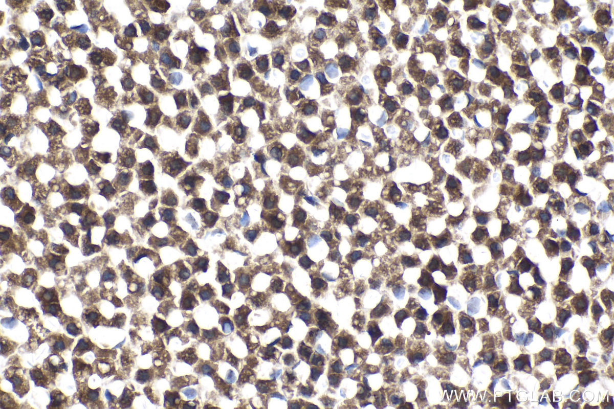 Immunohistochemical analysis of paraffin-embedded rat adrenal gland tissue slide using KHC2145 (ASMTL IHC Kit).